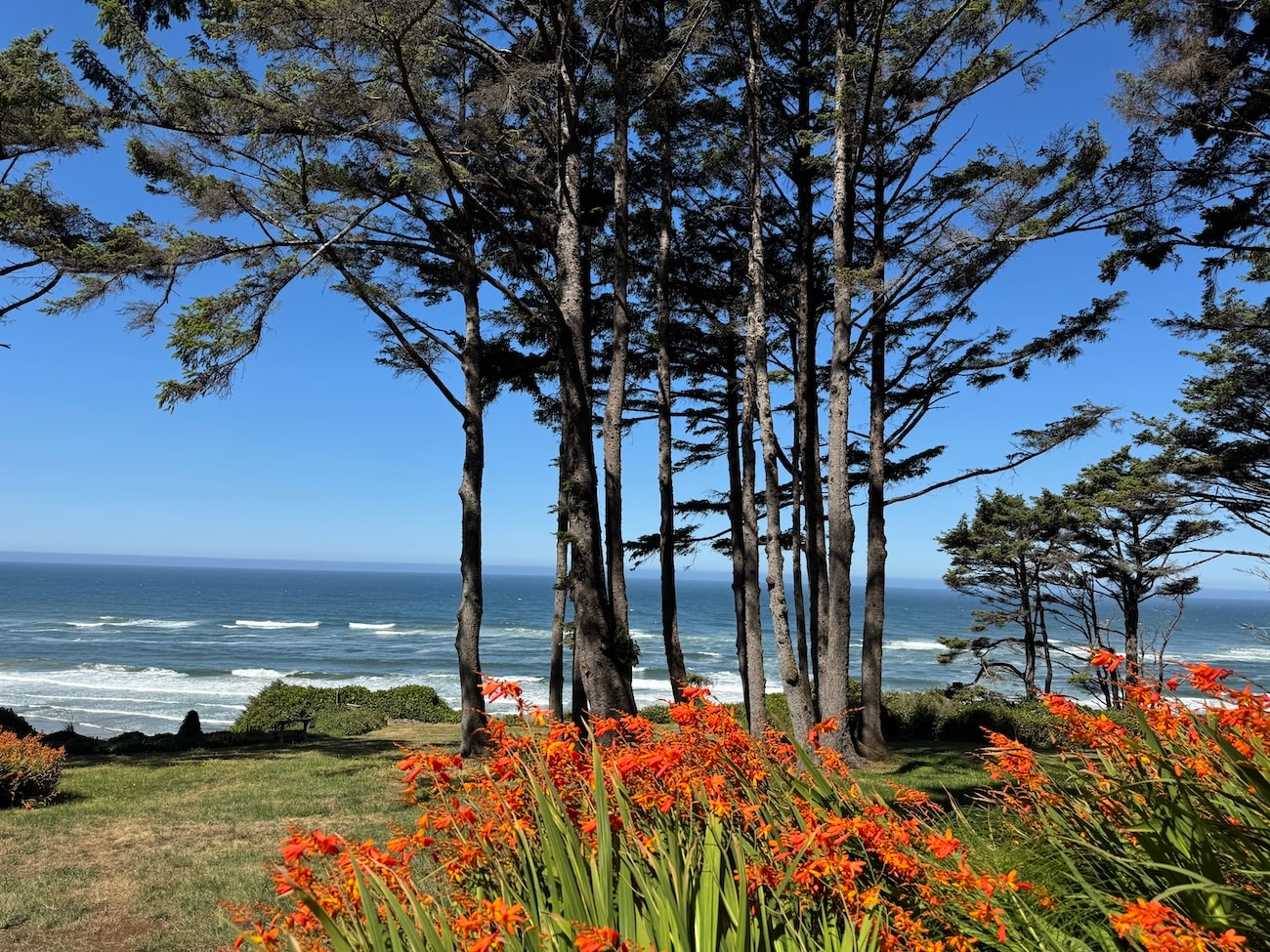 Ocean view through old-growth trees with orange wildflowers at Betty's Beachside